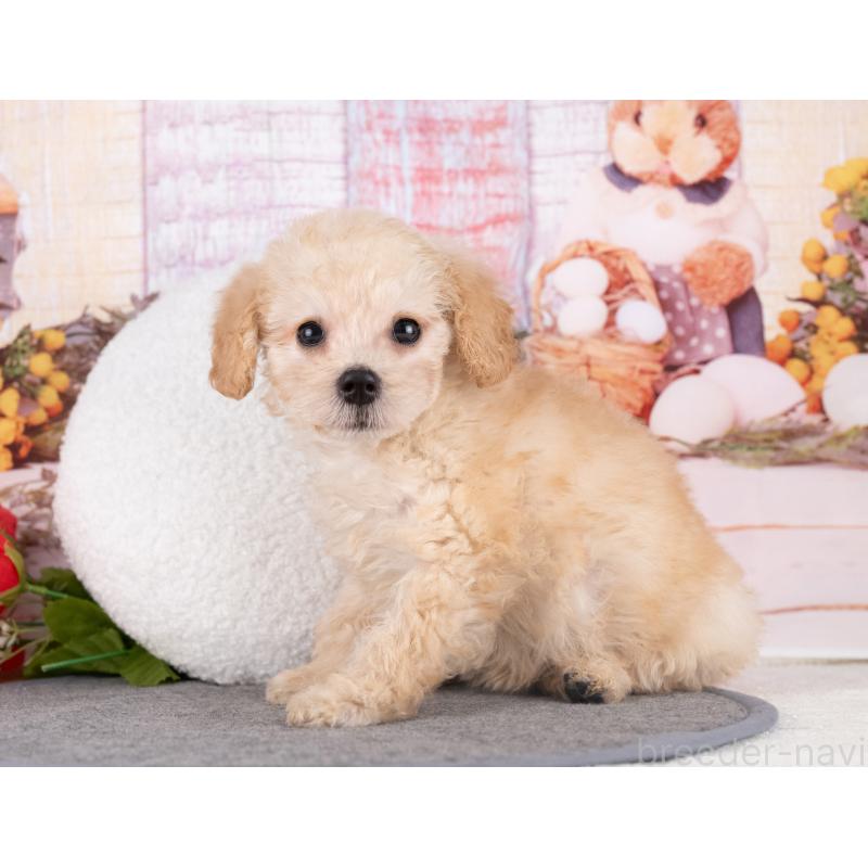 販売中の愛知県のトイプードル-431874の2枚目