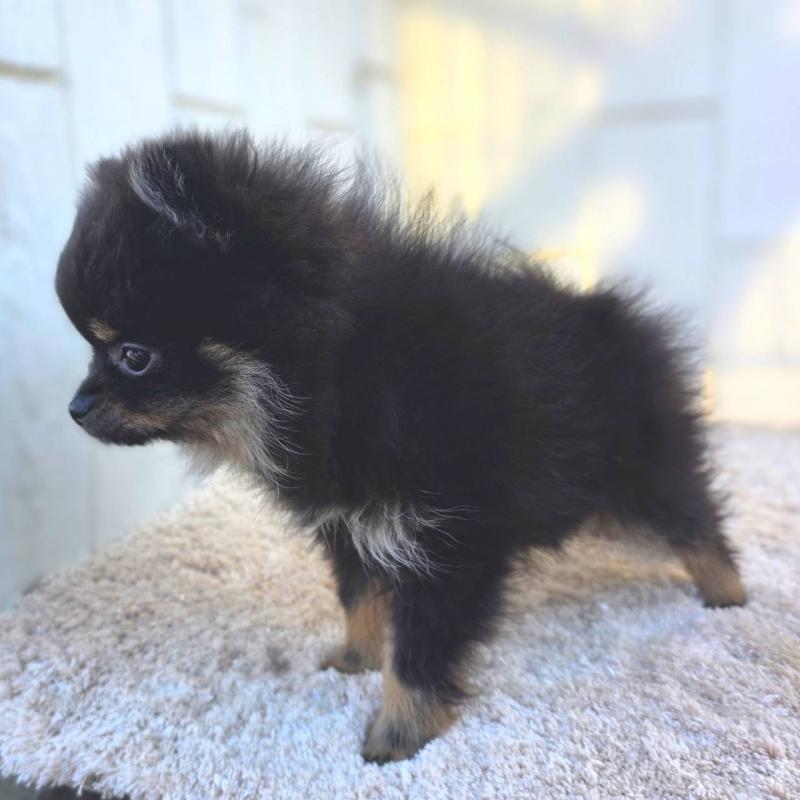 販売中の茨城県のポメラニアン-425546の29枚目