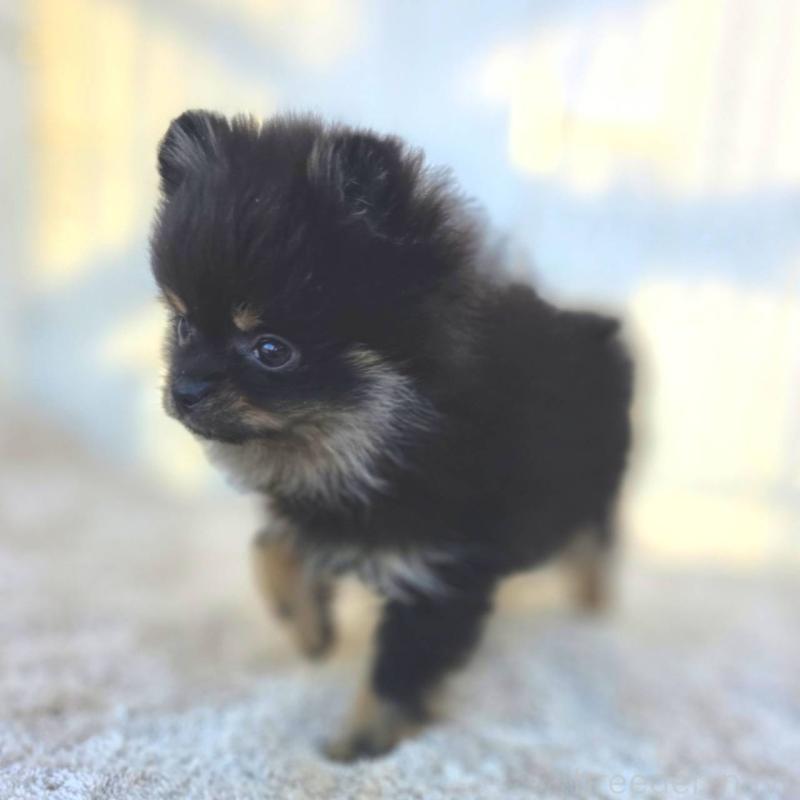 販売中の茨城県のポメラニアン-425546の27枚目