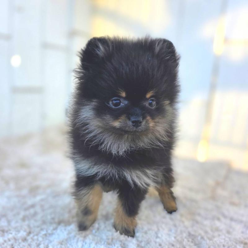 販売中の茨城県のポメラニアン-425546の23枚目