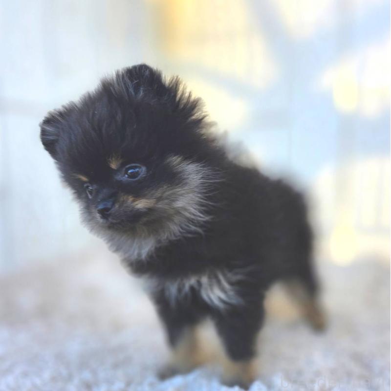 販売中の茨城県のポメラニアン-425546の19枚目