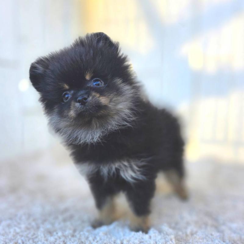 販売中の茨城県のポメラニアン-425546の20枚目