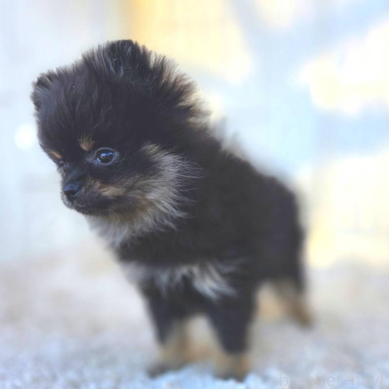 販売中の茨城県のポメラニアン-425546の15枚目