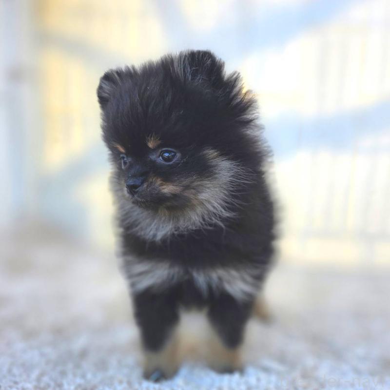 販売中の茨城県のポメラニアン-425546の17枚目