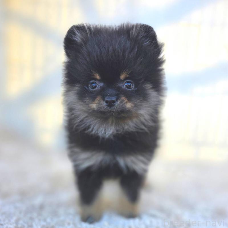 販売中の茨城県のポメラニアン-425546の13枚目