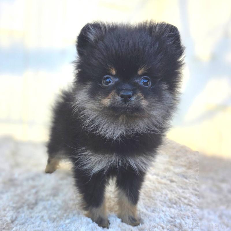 販売中の茨城県のポメラニアン-425546の11枚目