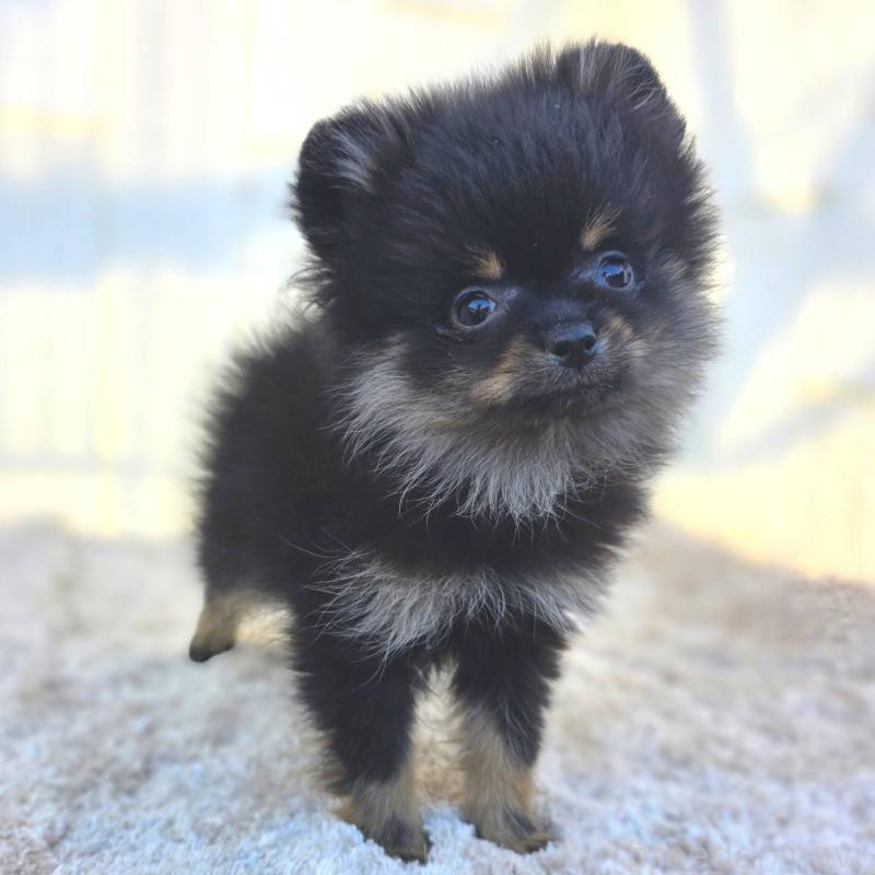 販売中の茨城県のポメラニアン-425546