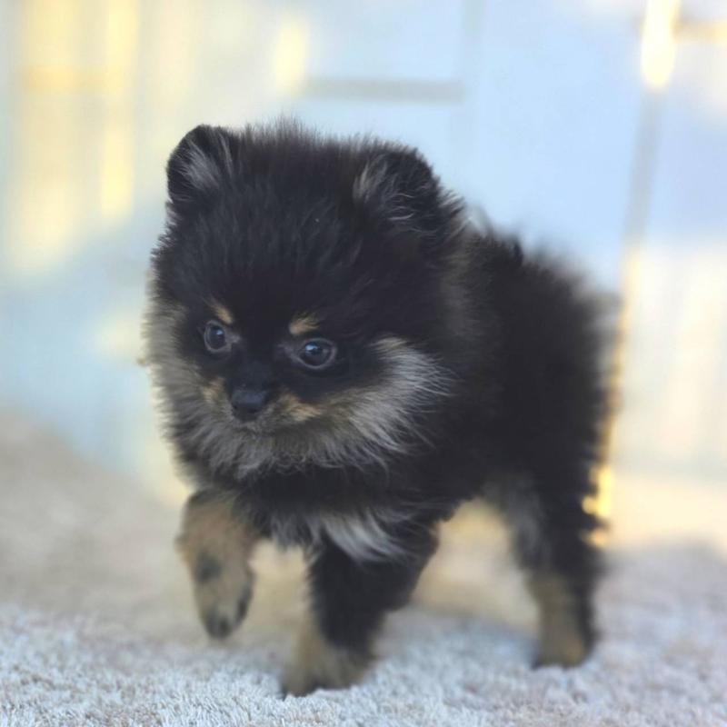 販売中の茨城県のポメラニアン-425546の9枚目