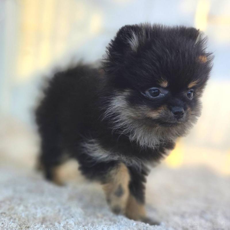 販売中の茨城県のポメラニアン-425546の7枚目