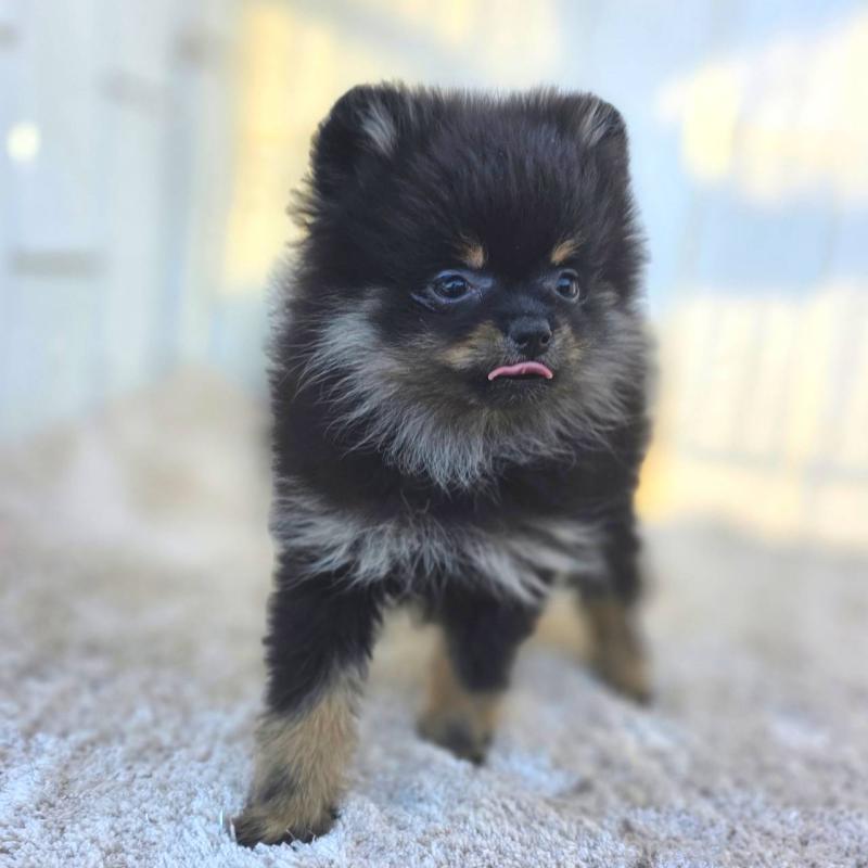 販売中の茨城県のポメラニアン-425546の5枚目