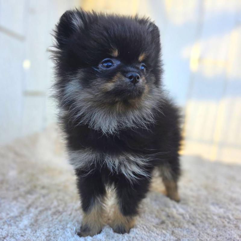 販売中の茨城県のポメラニアン-425546の3枚目