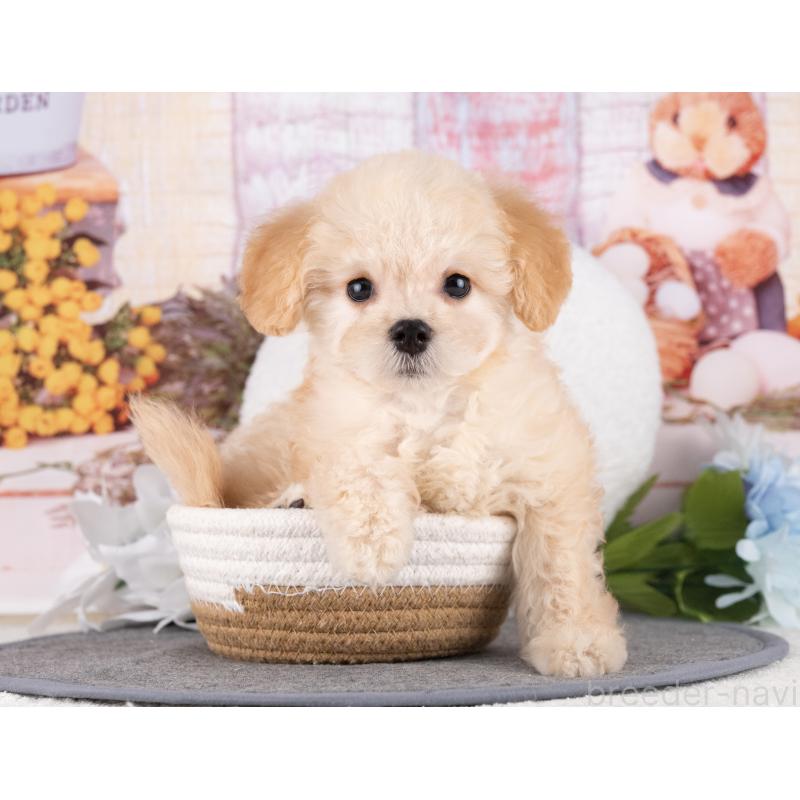 販売中の愛知県のトイプードル-431877の3枚目