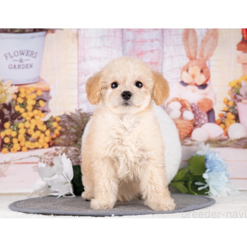 販売中の愛知県のトイプードル-431877の2枚目