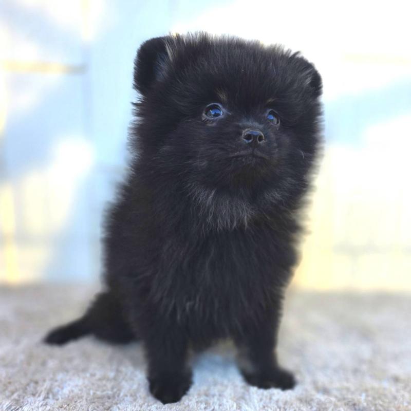 販売中の茨城県のポメラニアン-425545の12枚目