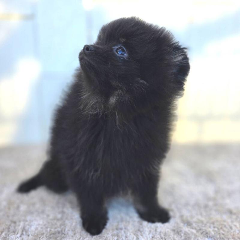 販売中の茨城県のポメラニアン-425545の11枚目