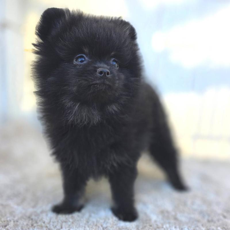 販売中の茨城県のポメラニアン-425545の10枚目