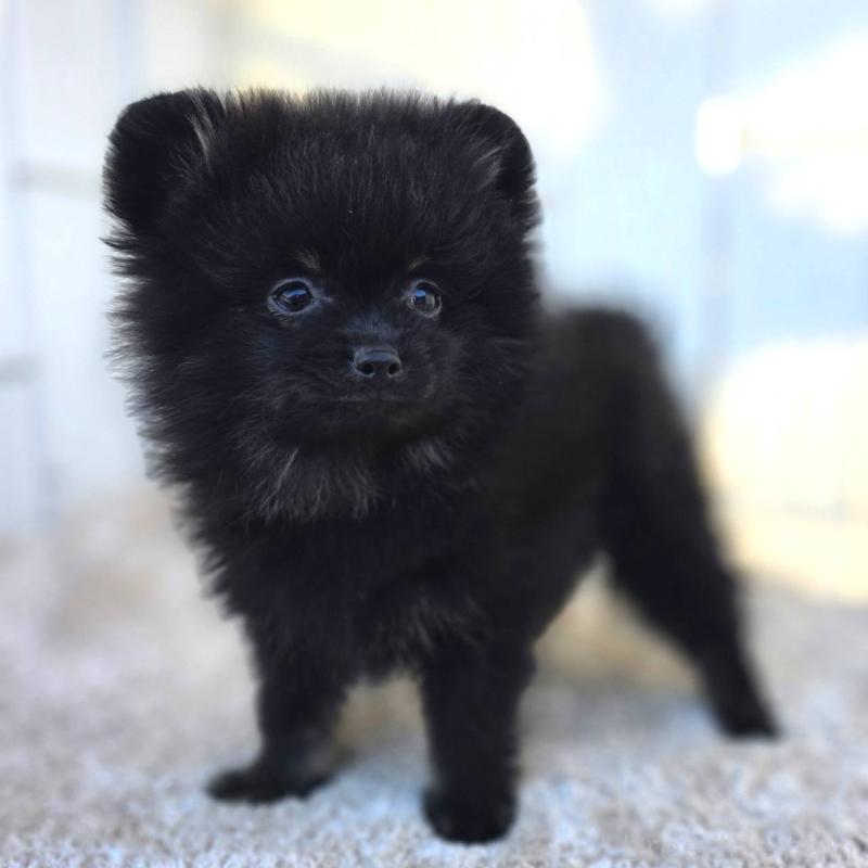 販売中の茨城県のポメラニアン-425545の8枚目