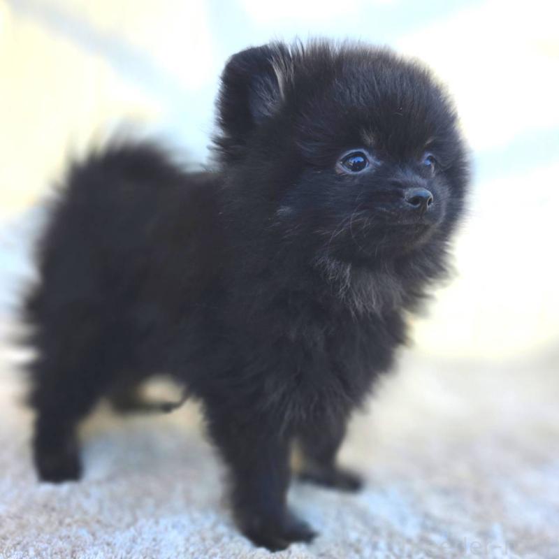 販売中の茨城県のポメラニアン-425545の6枚目