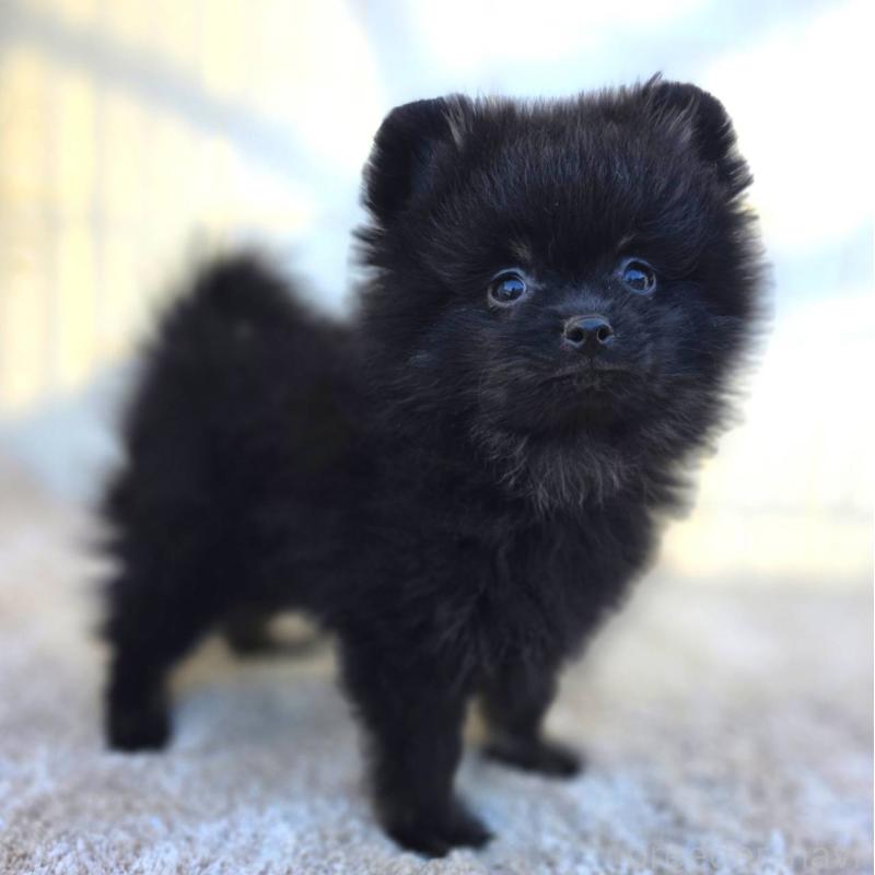 販売中の茨城県のポメラニアン-425545