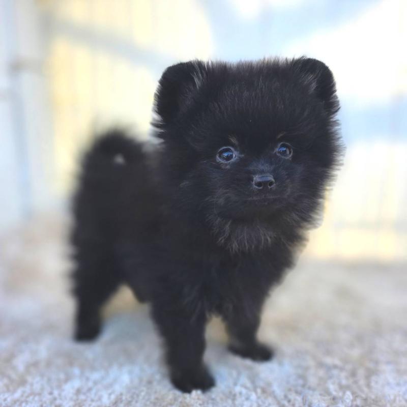 販売中の茨城県のポメラニアン-425545の5枚目