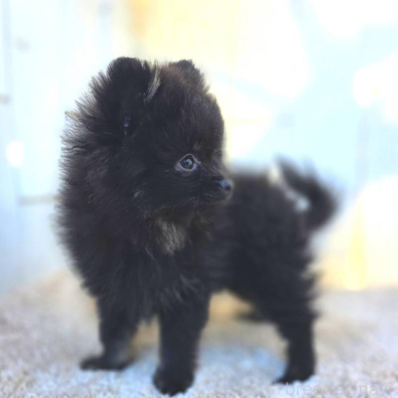 販売中の茨城県のポメラニアン-425545の4枚目