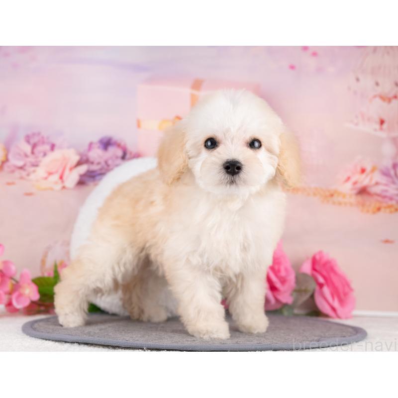 販売中の愛知県のトイプードル-431882の4枚目