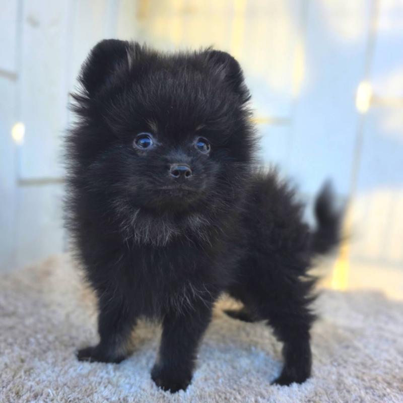 販売中の茨城県のポメラニアン-425545の3枚目