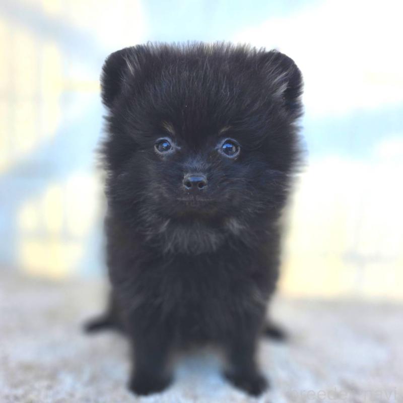 販売中の茨城県のポメラニアン-425545の2枚目