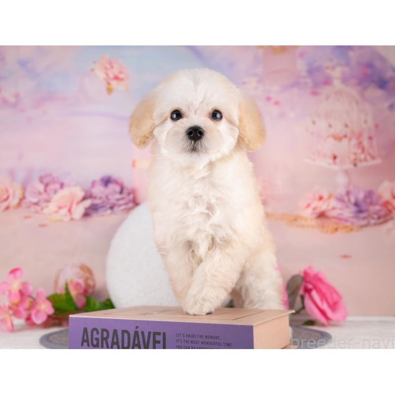 販売中の愛知県のトイプードル-431882の3枚目