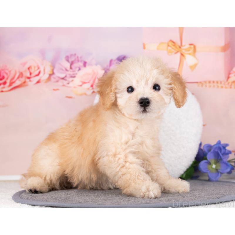 販売中の愛知県のトイプードル-431882の2枚目