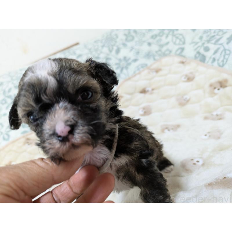 販売中の大分県のチャイニーズクレステッドドッグ-431885の8枚目