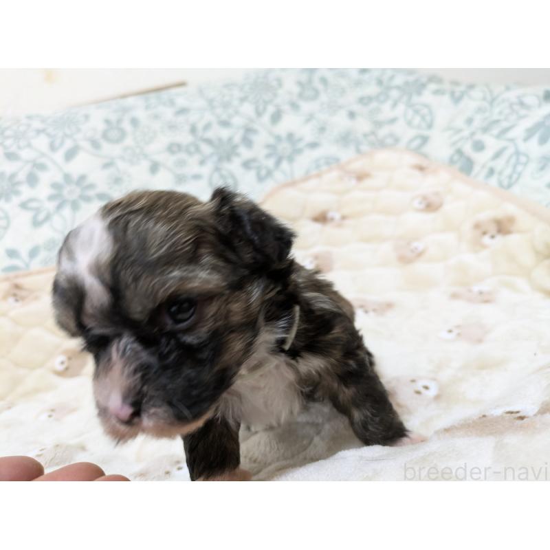 販売中の大分県のチャイニーズクレステッドドッグ-431885の6枚目