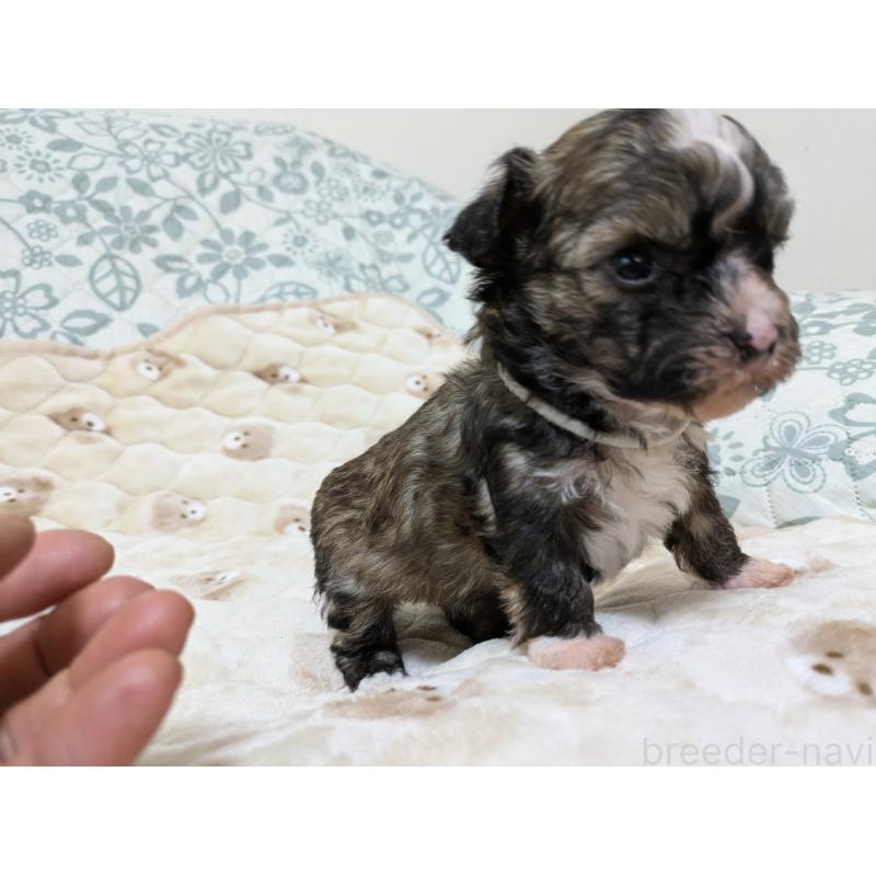 販売中の大分県のチャイニーズクレステッドドッグ-431885の4枚目