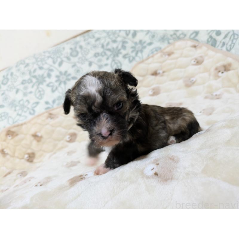 販売中の大分県のチャイニーズクレステッドドッグ-431885の3枚目