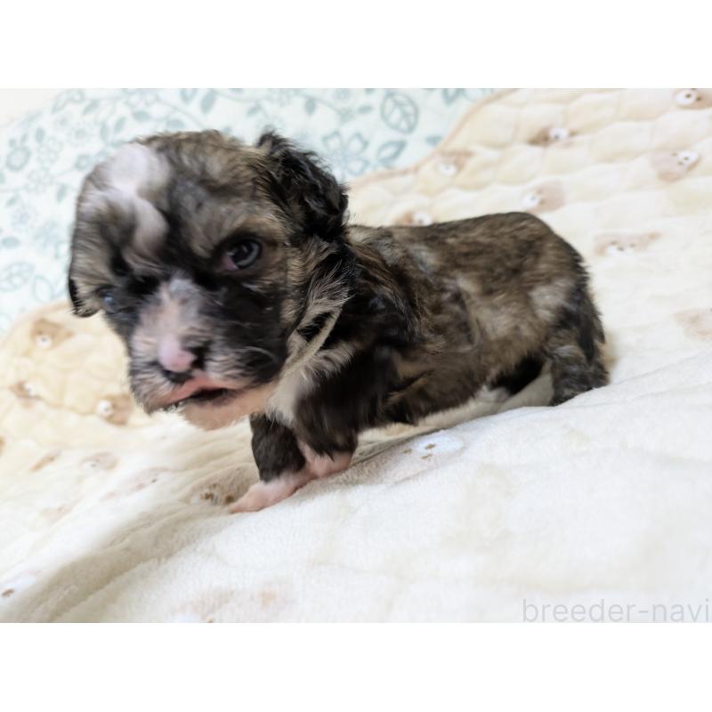 販売中の大分県のチャイニーズクレステッドドッグ-431885の2枚目