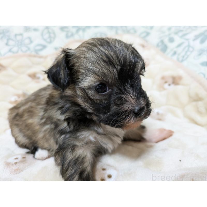 販売中の大分県のチャイニーズクレステッドドッグ-431886の8枚目