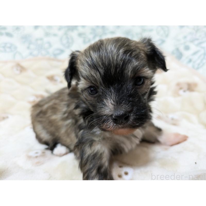 販売中の大分県のチャイニーズクレステッドドッグ-431886の7枚目