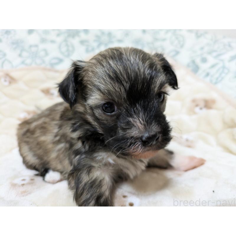 販売中の大分県のチャイニーズクレステッドドッグ-431886の6枚目