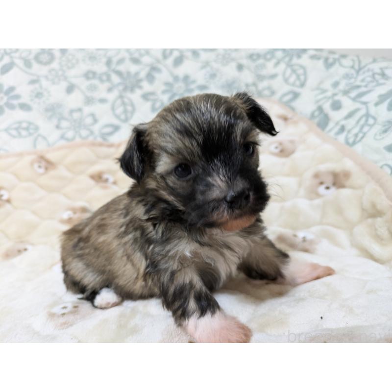 販売中の大分県のチャイニーズクレステッドドッグ-431886の5枚目