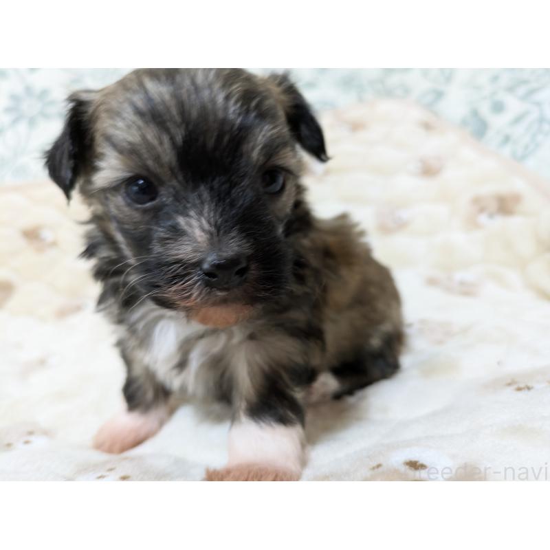 販売中の大分県のチャイニーズクレステッドドッグ-431886の4枚目