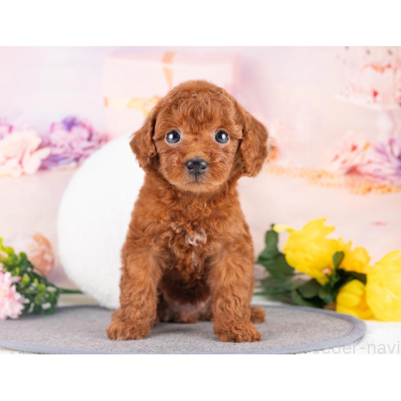 販売中の愛知県のトイプードル-431887の5枚目