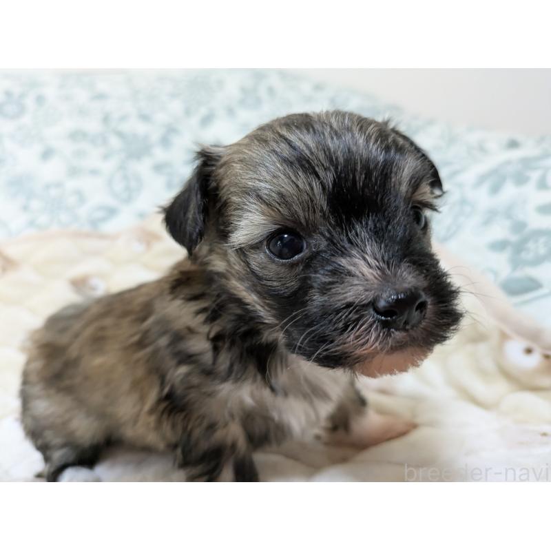 販売中の大分県のチャイニーズクレステッドドッグ-431886の3枚目