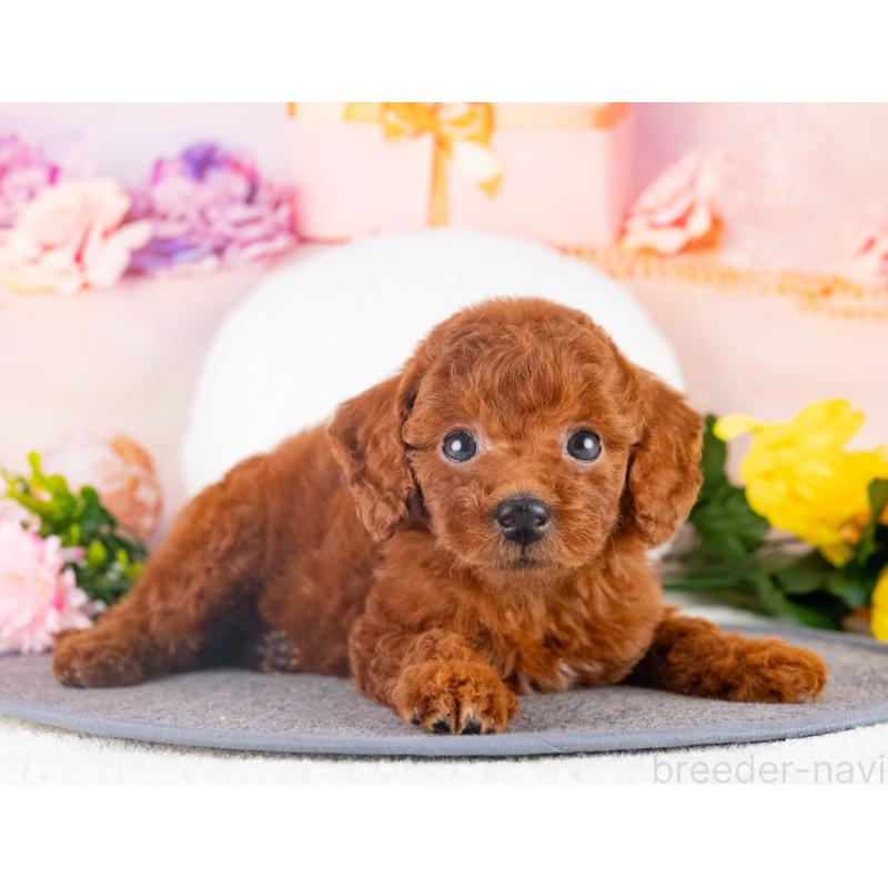 販売中の愛知県のトイプードル-431887の4枚目