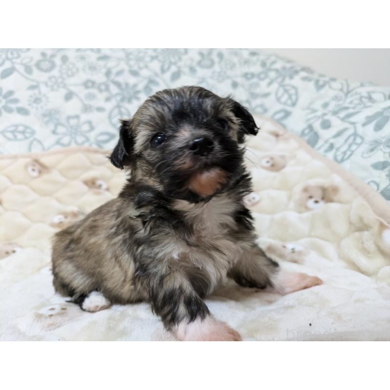 販売中の大分県のチャイニーズクレステッドドッグ-431886の2枚目