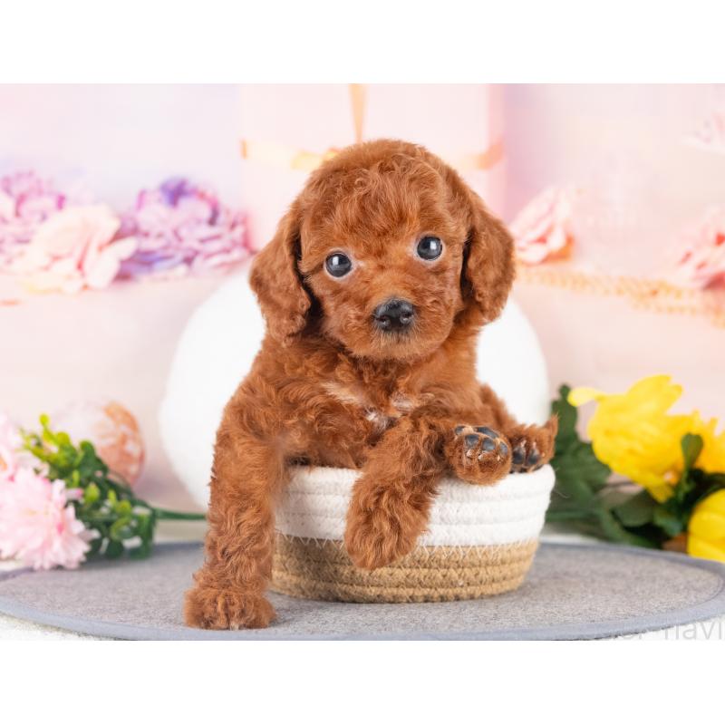 販売中の愛知県のトイプードル-431887の3枚目