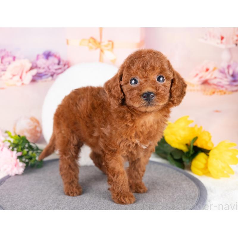 販売中の愛知県のトイプードル-431887の2枚目