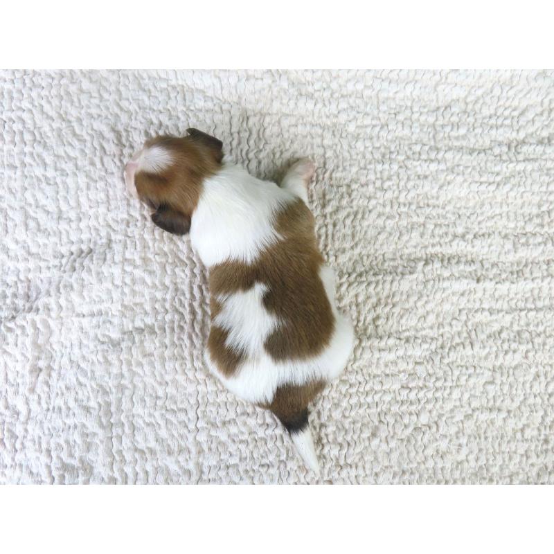 販売中の千葉県のパピヨン-431890の5枚目