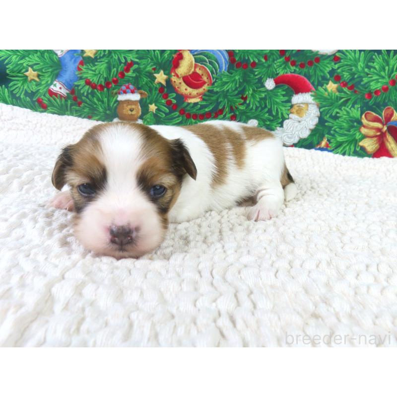 販売中の千葉県のパピヨン-431890の4枚目