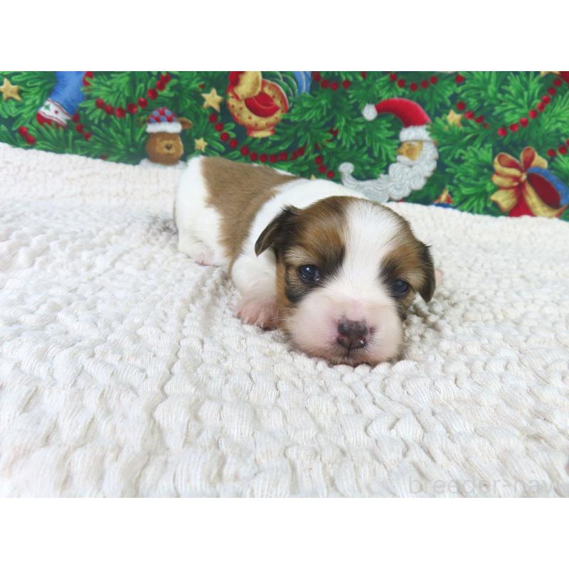 販売中の千葉県のパピヨン-431890の3枚目