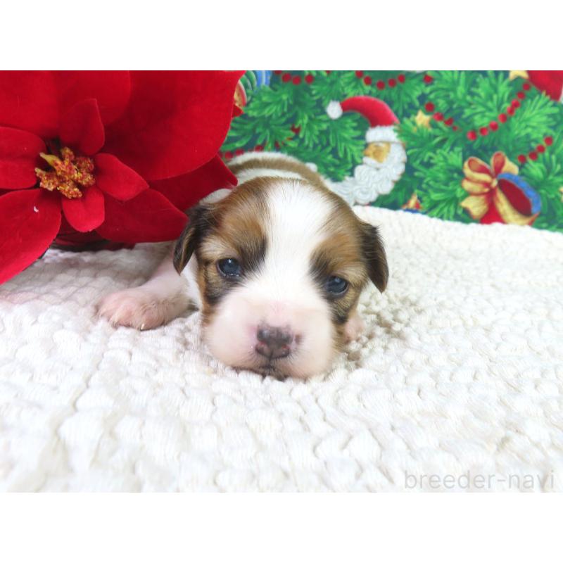 販売中の千葉県のパピヨン-431890の2枚目